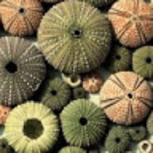 Meet your Posher, Sherry